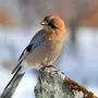 Птицы Сибири Зимой