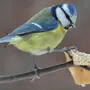 Картинки птица синица