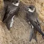 Птицы пензенской области с названиями