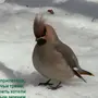 Птицы ленинградской области зимой