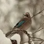 Зимующие Птицы Самарской Области