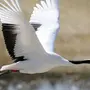 Картинки птица журавль