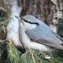 Зимующие птицы алтайского края