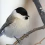 Зимующие птицы удмуртии
