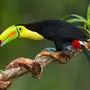 Тропические Птицы С Названиями