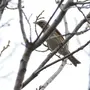 Птицы Татарстана