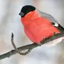 Снегирь птицы