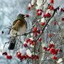 Птицы зимой в лесу красивые
