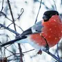 Птицы Зимой В Лесу Красивые