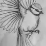 Картинки Птиц Карандашом