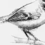 Картинки птиц карандашом
