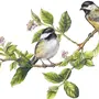 Птицы На Ветке Картинки Для Детей