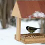 Птиц в кормушке зимой