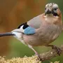 Птицы Смоленской Области