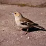 Птицы санкт петербурга с названиями