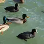 Водоплавающие Птицы