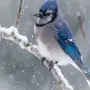 Сойка птица зимой