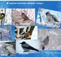 Зимующие птицы нижегородской области