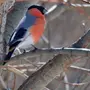 Птицы тюменской области и названия