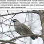 Птицы Архангельской Области С Названиями