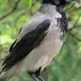 Картинки птица ворон