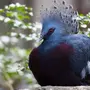 Красивые Птицы Мира