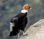 Птица кондор