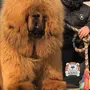 Собака Тибетский Мастиф
