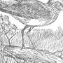 Птица кроншнеп для срисовки