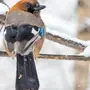 Зимующие Птицы Челябинской Области