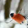 Птица снегирь