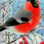 Картинки зимующих птиц для детей с названиями