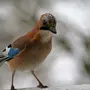 Сойка пересмешница птица