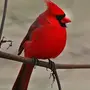 Птица С Красным Хохолком