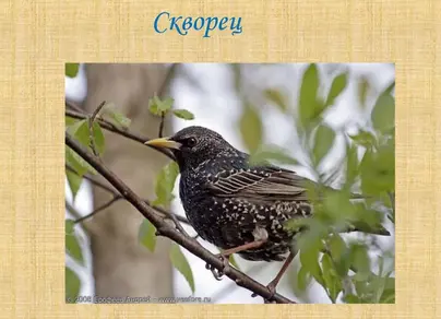 Птицы оренбургской области
