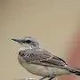 Птицы Оренбургской Области