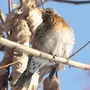 Птицы тюменской области