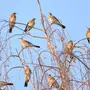 Птицы тюменской области