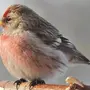 Чечетка птица самка и самец