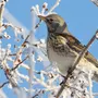 Птицы ульяновской области и названия зимующие