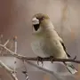 Дубонос Птица Зимой