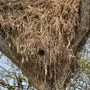 Гнезда Птиц И Названия
