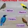 Перелетные птицы с названиями для детей