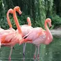 Птица фламинго