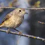 Птица Малиновка