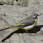 Птицы Ставропольского Края С Названиями