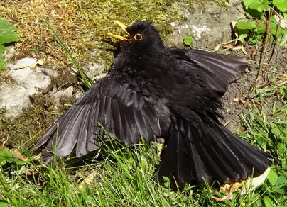 Черные птицы с названиями