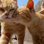 Смешные коты и кошки