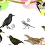Птицы прилетели картинки для детей