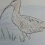 Кроншнеп птица рисунок детский